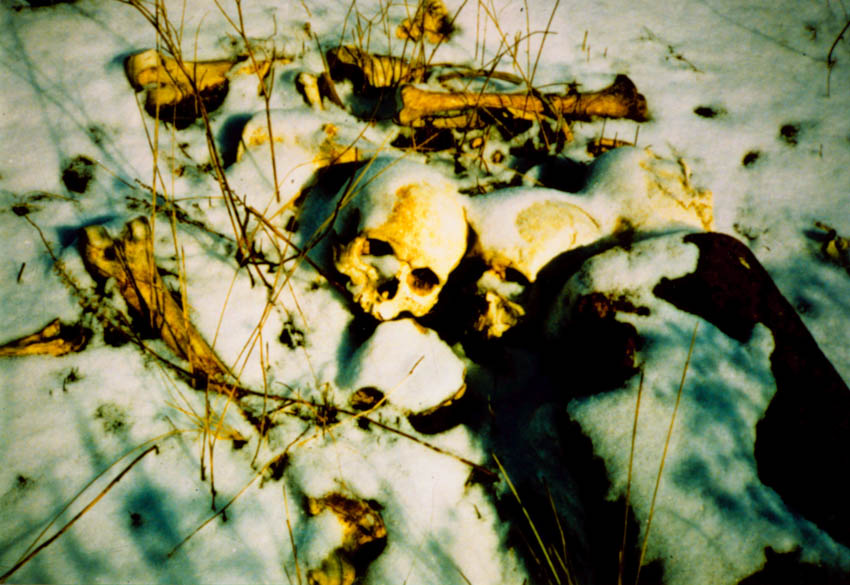 bones1