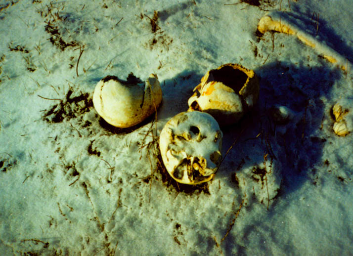 bones2