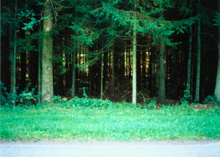 forest1
