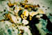bones1