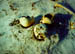 bones2
