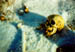 bones4