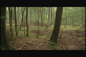 forest2