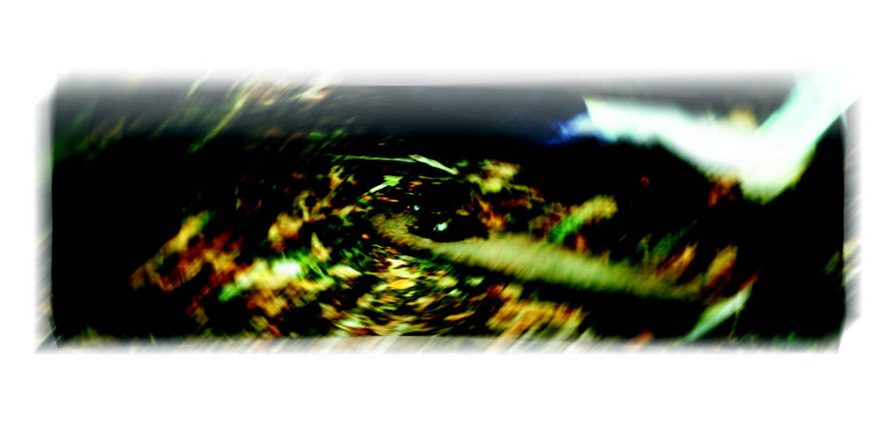 shell5