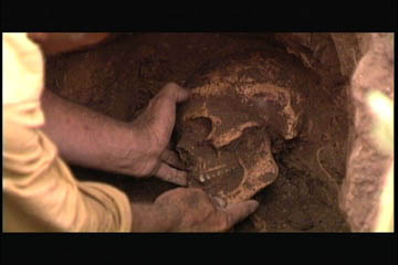 skull