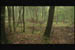 forest2