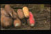 shell3