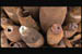 shells1
