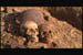 skulls